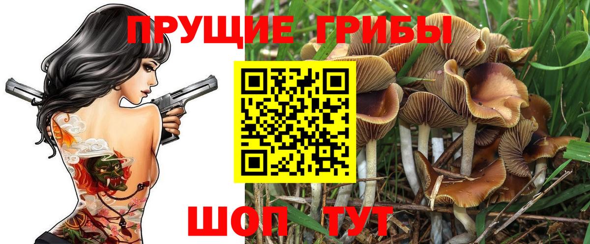 Гусиноозёрск  Псилоцибиновые грибы прущие грибы  Вход с VPN 